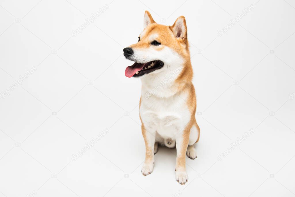 shiba inu dog with open mouth looking away while sitting on light grey background