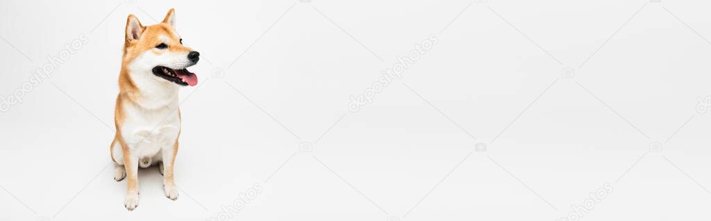 shiba inu dog sitting and looking away on light grey background with copy space, banner