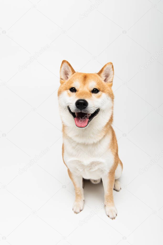 shiba inu dog looking at camera and sticking out tongue on light grey background