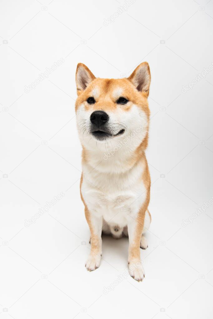 shiba inu dog sitting on light grey background