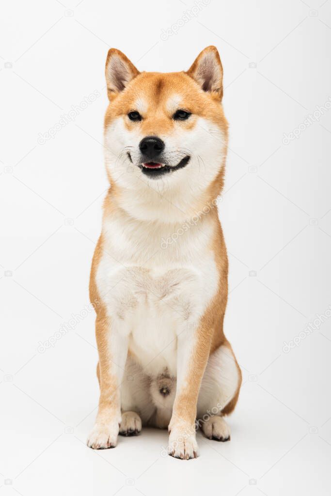 close up view of shiba inu dog sitting on light grey background