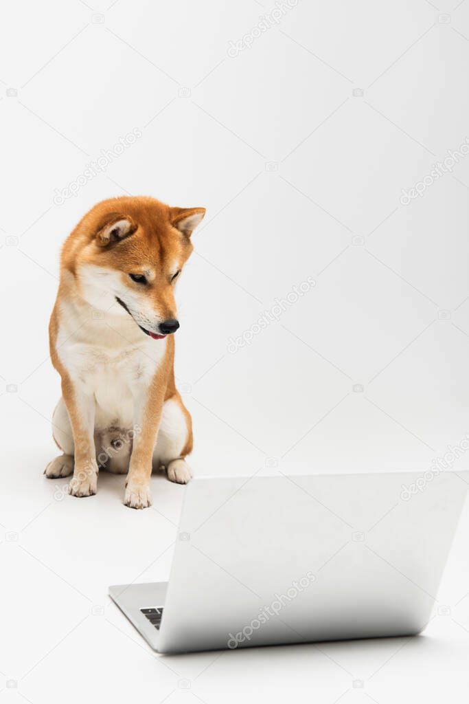 shiba inu dog looking at laptop while sitting on light grey background