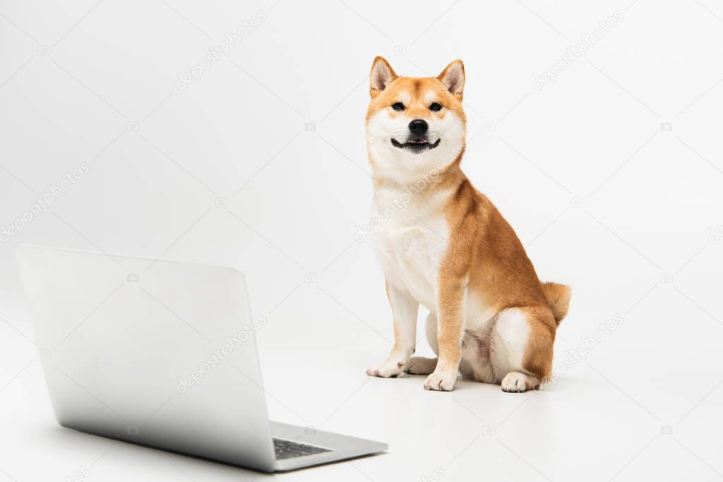 shiba inu dog sitting near laptop and looking at camera on light grey background