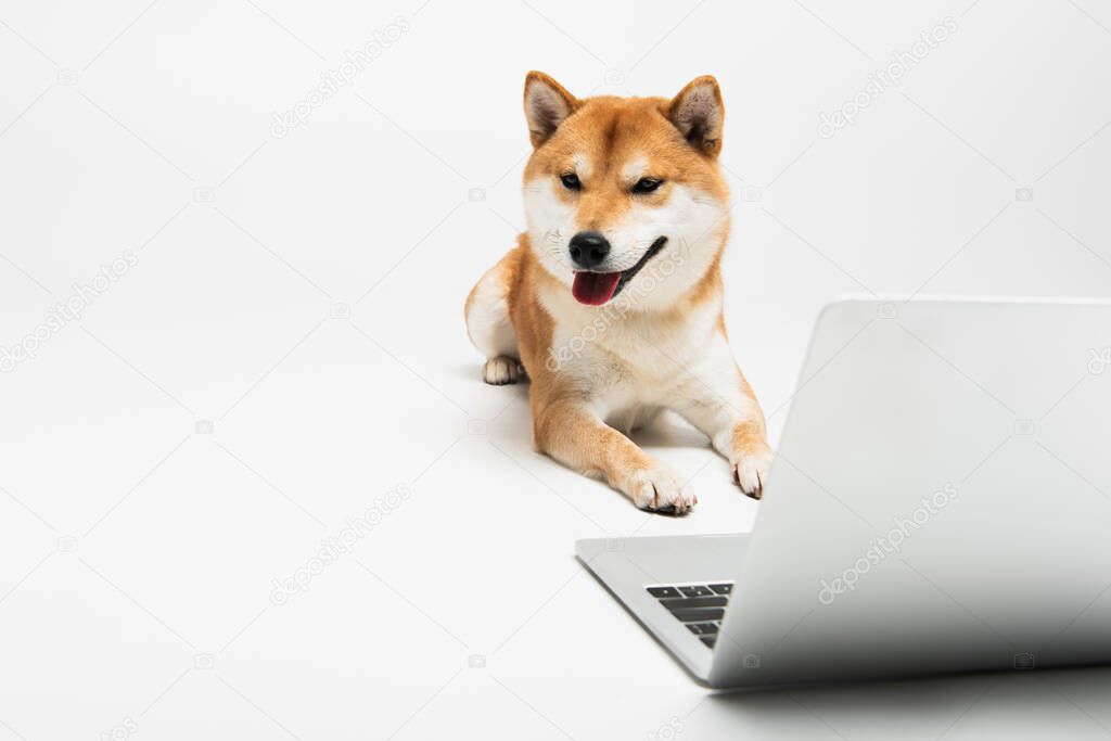 shiba inu dog sticking out tongue while lying near laptop on light grey background