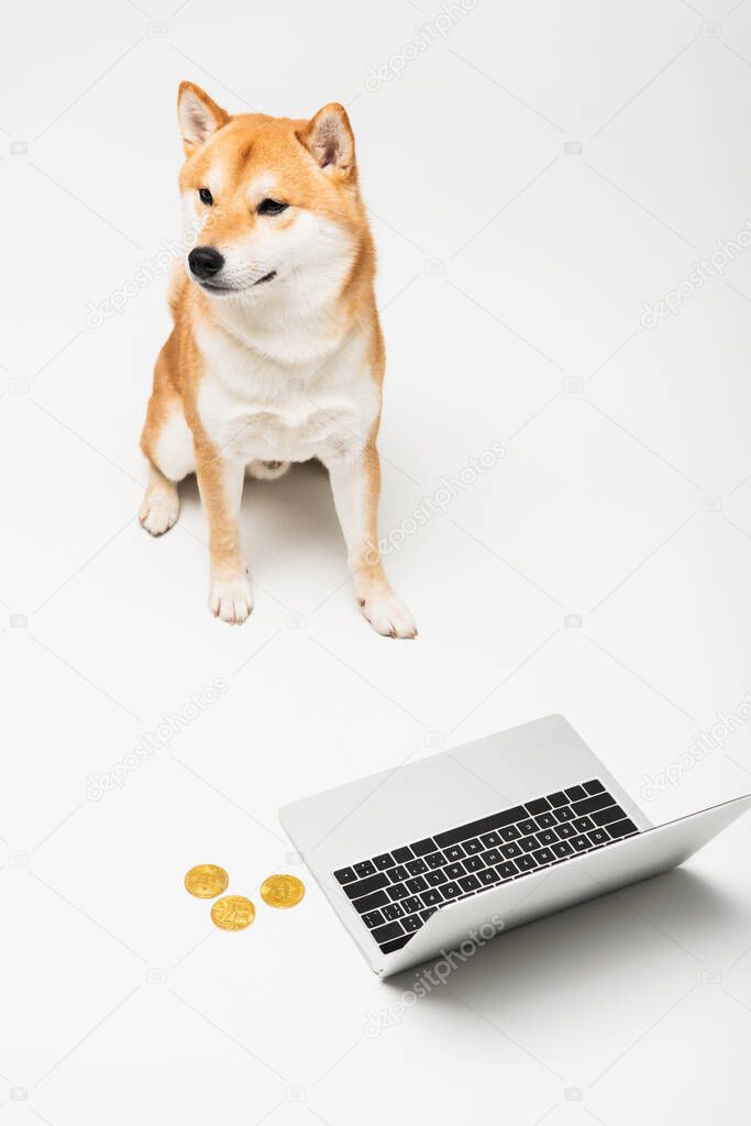 high angle view of shiba inu dog sitting near golden bitcoins and laptop on light grey background