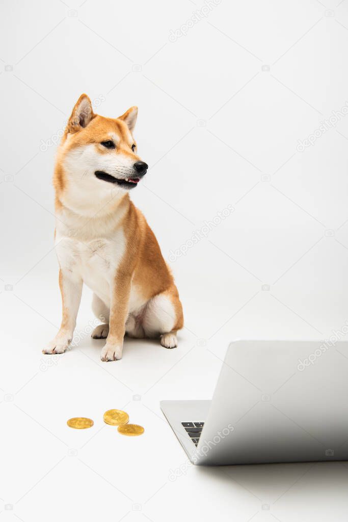 shiba inu dog looking away while sitting near laptop and golden bitcoins on light grey background
