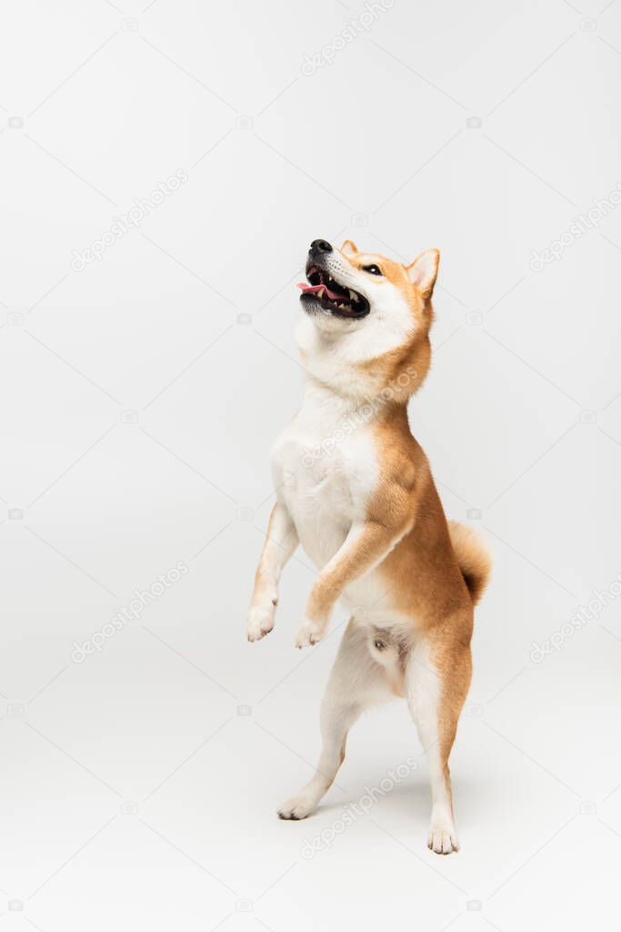 playful shiba inu dog looking up while standing on hind legs on light grey background