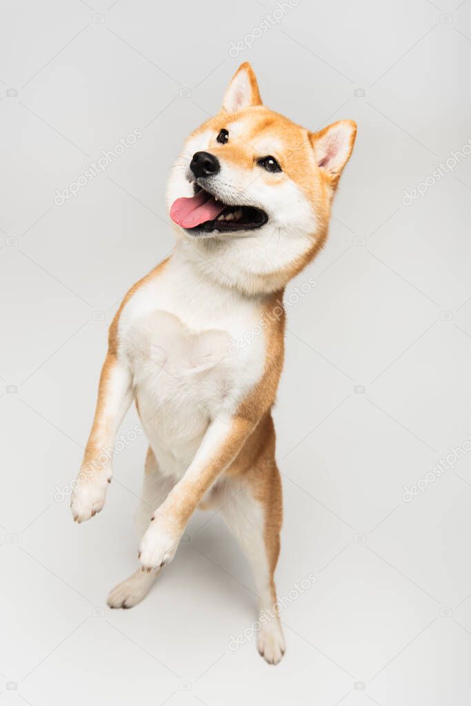 funny shiba inu dog standing on hind legs and sticking out tongue on grey background