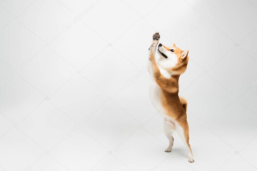 funny shiba inu dog standing on hind legs and waving paws on grey background