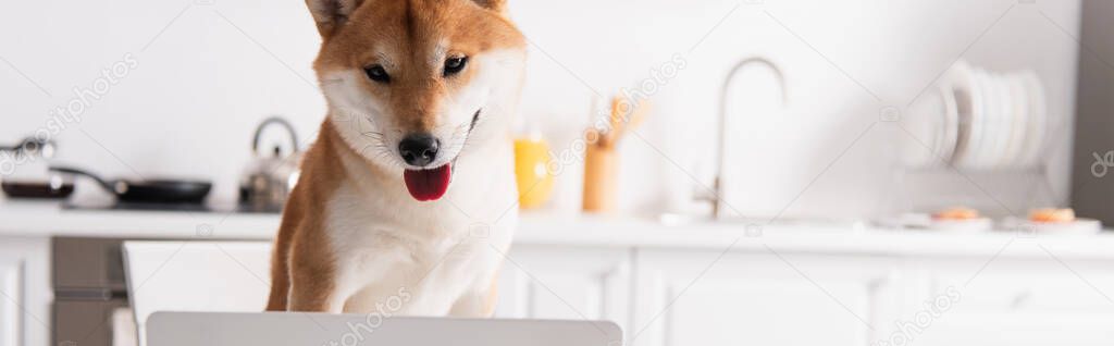 shiba inu dog looking at blurred laptop in kitchen, banner