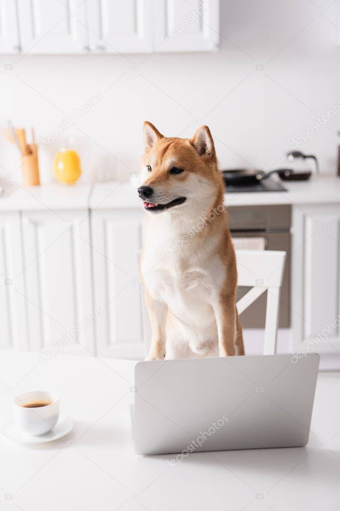 shiba inu dog near cup of coffee and laptop on kitchen table
