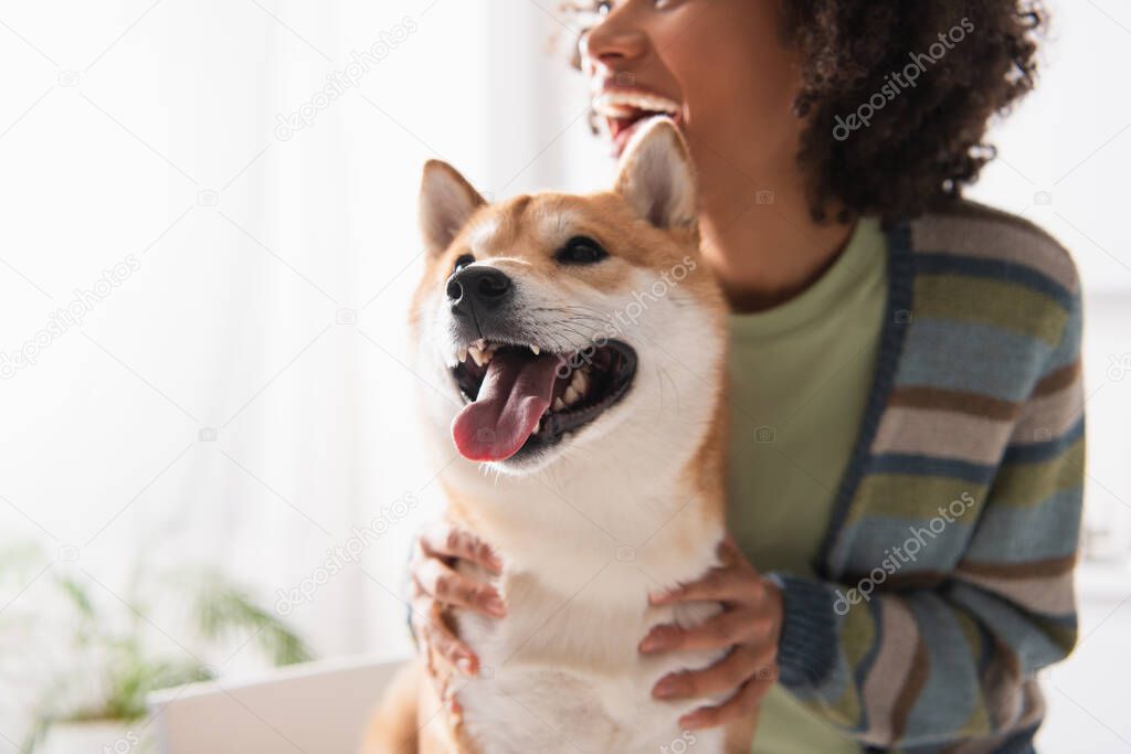cropped view of blurred african american woman near shiba inu dog sticking out tongue in kitchen