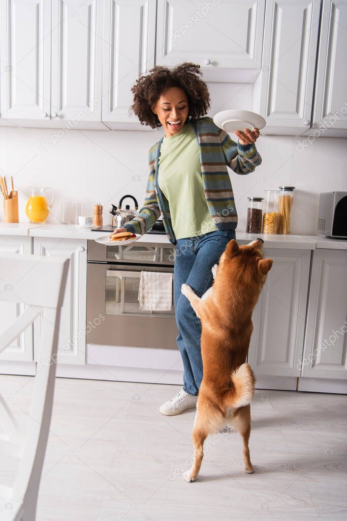 excited african american woman holding plates with breakfast near shiba inu dog standing on hind legs