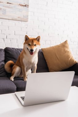 Shiba Inu oturma odasındaki kanepede dizüstü bilgisayara bakıyor. 