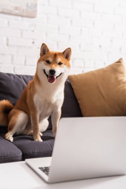 Shiba Inu evdeki bilgisayarın yanındaki kanepede kameraya bakıyor. 