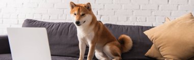 Shiba inu köpeği evdeki kanepede otururken dizüstü bilgisayara bakıyor. 