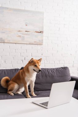 Shiba inu köpeği oturma odasındaki sehpanın üstünde dizüstü bilgisayarın yanında oturuyor. 