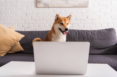 Shiba inu köpeği oturma odasında, sehpanın üstünde dizüstü bilgisayarın yanında oturuyor. 