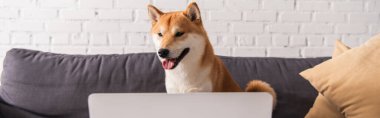 Shiba Inu evdeki bulanık dizüstü bilgisayarın yanında, pankartta. 