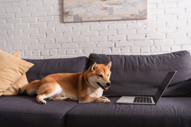 Shiba Inu köpeği boş ekranla dizüstü bilgisayarın yanında yatıyordu. 