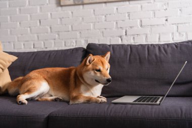 Shiba Inu evdeki kanepede dizüstü bilgisayarın yanında yatıyor. 
