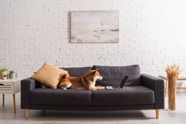 Shiba Inu, oturma odasında boş ekranla dizüstü bilgisayarın yanında yatıyor. 