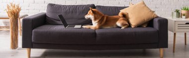 Shiba Inu köpeği evdeki kanepede dizüstü bilgisayarın yanında yatıyor. 