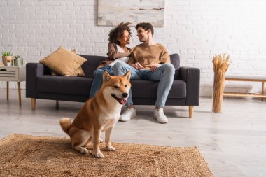 Shiba inu köpeği evde çok ırklı bir çiftin yanında oturuyor. 