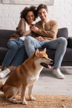 Shiba Inu, evdeki çok ırklı çift yakınlarında halının üzerinde oturuyor. 