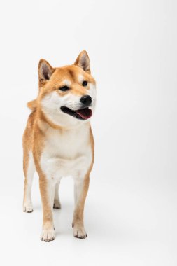 Beyaz arkaplanda shiba inu köpek portresi 