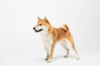 Shiba inu köpeği beyaz arka planda dururken gözlerini kaçırıyor. 