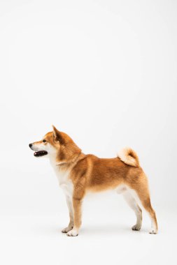 Beyaz arka planda duran shiba inu köpeğinin yan görüntüsü 