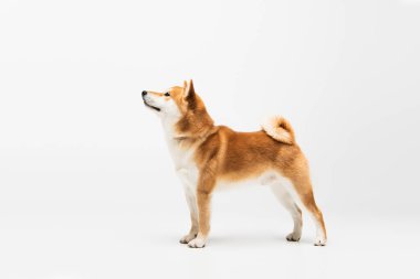 Shiba inu köpeğinin beyaz arkaplana bakışının yan görüntüsü 