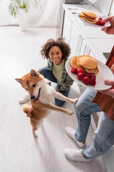 funny shiba inu dog standing on hind legs near man with pancakes and cheerful african american woman