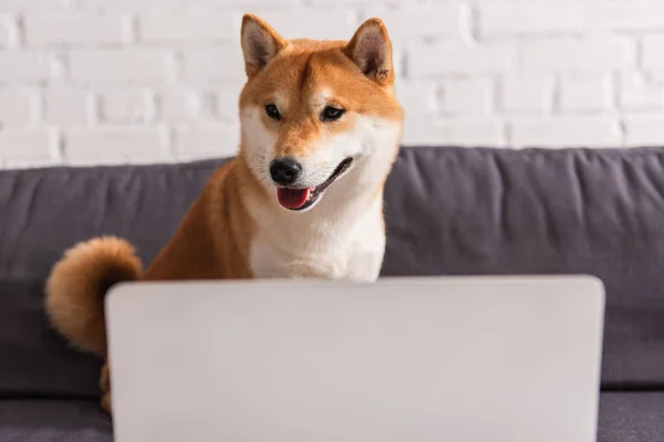 Shiba Inu Siedzi Rozmytej Kanapie Pobliżu Laptopa Domu — Zdjęcie stockowe