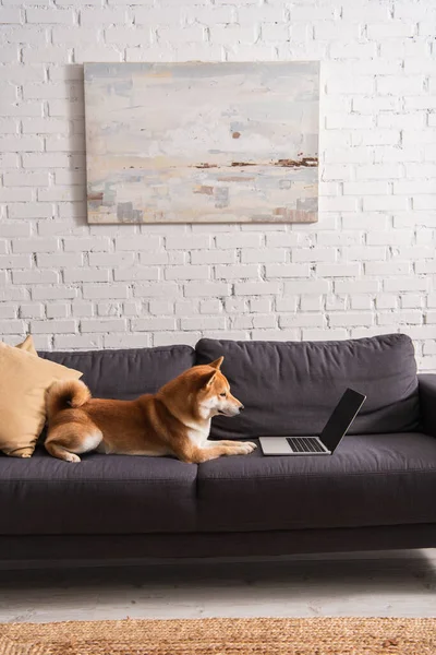 Shiba Inu Dog Patrząc Laptopa Pustym Ekranem Kanapie Domu — Zdjęcie stockowe