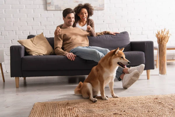 Shiba Inu Nær Sløret Afrikansk Amerikansk Kvinde Krammer Kæreste Sofaen - Stock-foto