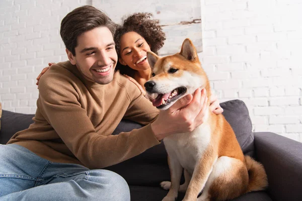 Πολυεθνικό Ζευγάρι Κοιτάζοντας Shiba Inu Σκυλί Στον Καναπέ Στο Σπίτι — Φωτογραφία Αρχείου