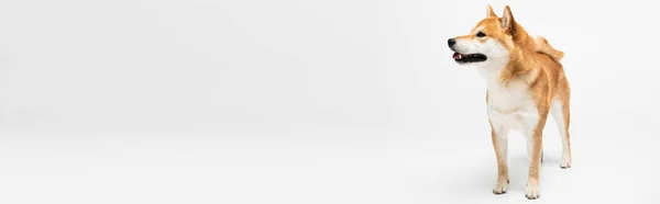 Shiba Inu Cane Guardando Lontano Sfondo Bianco Banner — Foto Stock