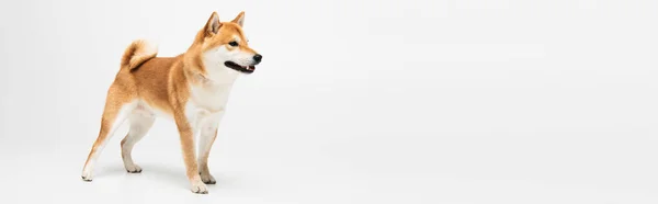 Shiba Inu Looking Away While Standing White Background Banner — Stock Photo, Image