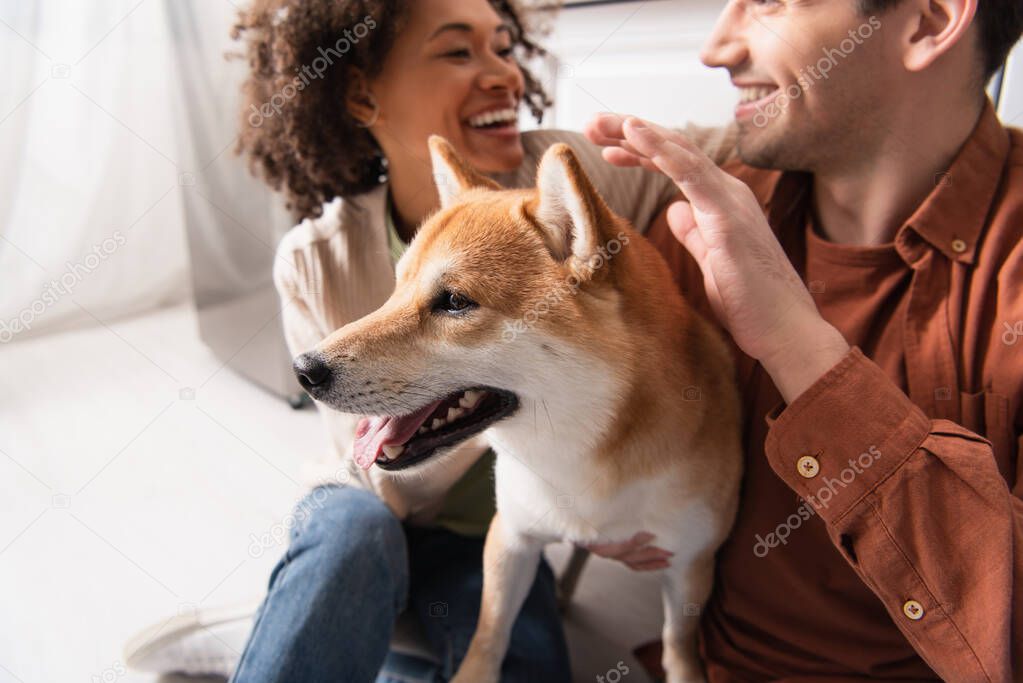 blurred interracial couple smiling at each other while cuddling shiba inu dog