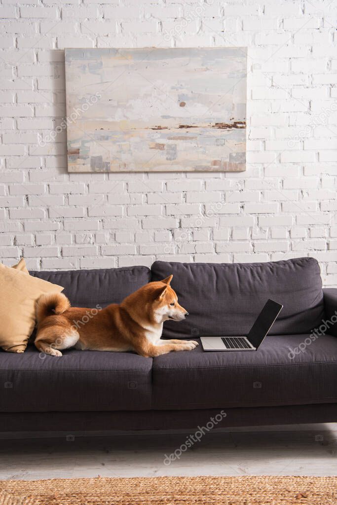 Shiba inu dog looking at laptop with blank screen on couch at home 