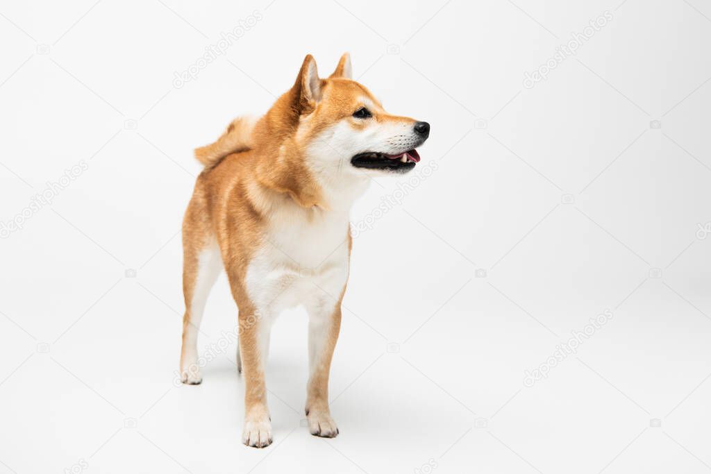 Shiba inu dog standing on white background