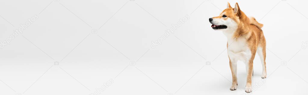 Shiba inu dog looking away on white background, banner 