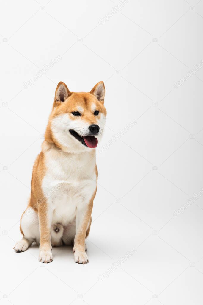 Shiba inu dog sitting on white background 