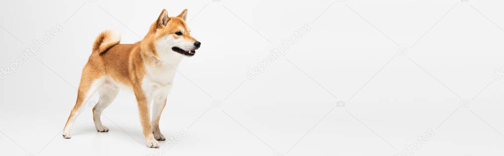 Shiba inu looking away while standing on white background, banner 