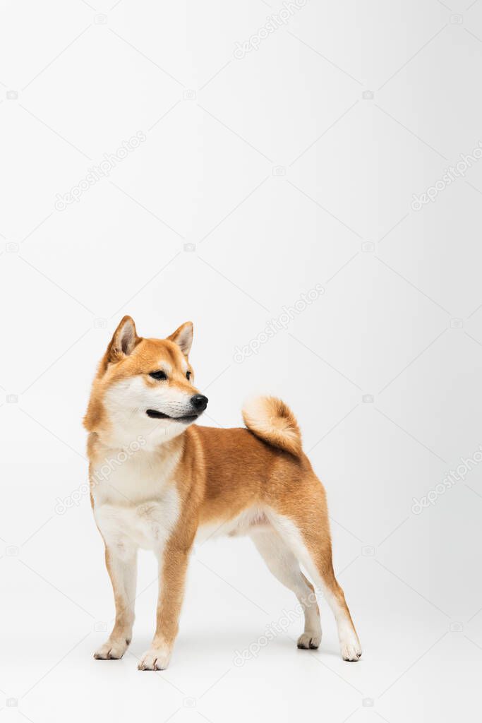Shiba inu dog looking away on white background with copy space