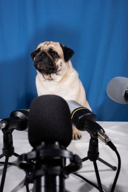 geyik rengi pug mavi arkaplanda mikrofonların yanında oturuyor