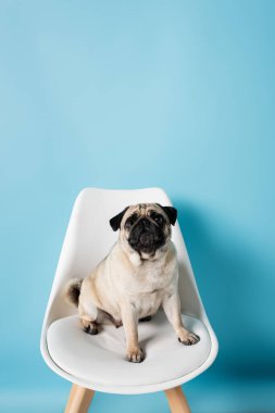 Mavi arka planda oturan geyik renkli pug köpekli beyaz sandalye
