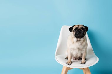 geyik rengi pug mavi arka planda beyaz sandalyede oturan kopya alanı ile